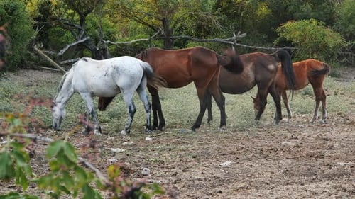Four Horses Including a Foal Graze Peacefully in a Rural Landscape Enjoying the Tranquility of