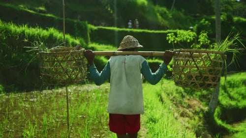 Rice farmer at work, Ubud, Bali, Indonesia