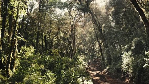 Magical and lush jungle of Guatemala with dirt road, handheld view