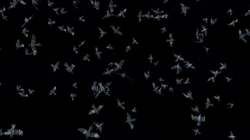 Large Flock of Realistic Flying Birds Animated Element
