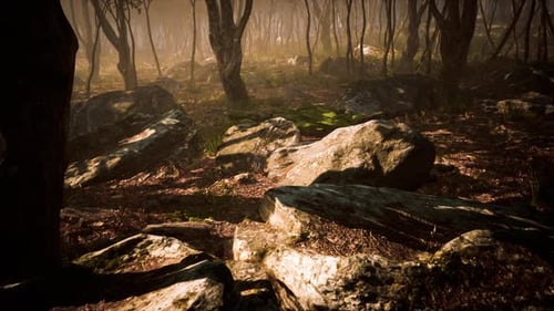 Sunrays in a Forest on a Hazy Morning
