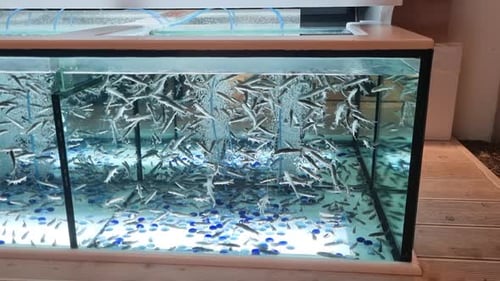 Aquarium mit Fischbad mit Garra Rufa in wunderschönem blauem Wasser