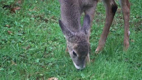 Young white-tailed deer (Odocoileus virginianus) grazes in field.