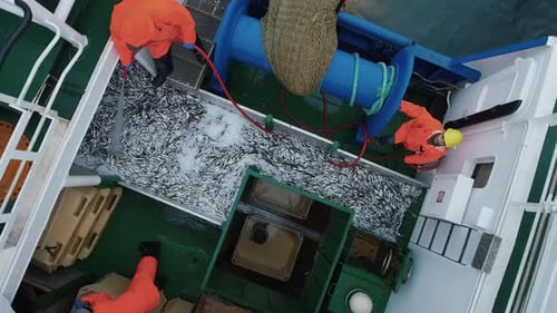 Flying Over a Commercial Fishing Ship where People processing the Fish. Top down view.