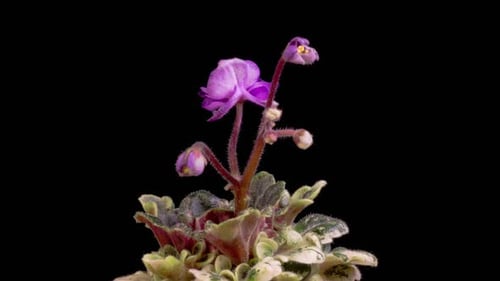 Zeitraffer von Growing and Opening Violet Saintpaulia African Violet