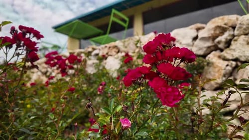 Red roses bushes flowers in the garden. Nature, summer, spring, outdoor