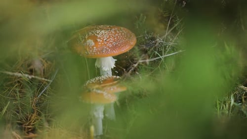 A close-up shot of the red-capped speckled mushrooms on the forest floor. Decaying leaves and old pi