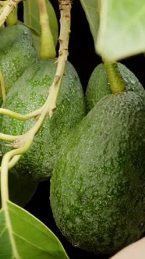 Vertical video. Close-up of a Branch with Avocado Fruits Being Examined by a Male Hand.