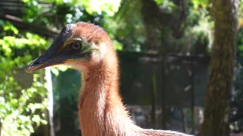 Cassowary Female