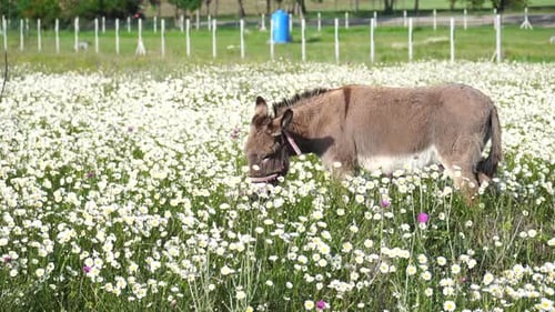 Chamomile White Daisy Flowers in a Field of Green Grass Sway in the Wind at Sunset Chamomile Flowers