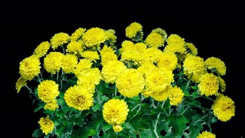 Time Lapse of Blooming Yellow Chrysanthemum on a Bush Close up Over Black Background