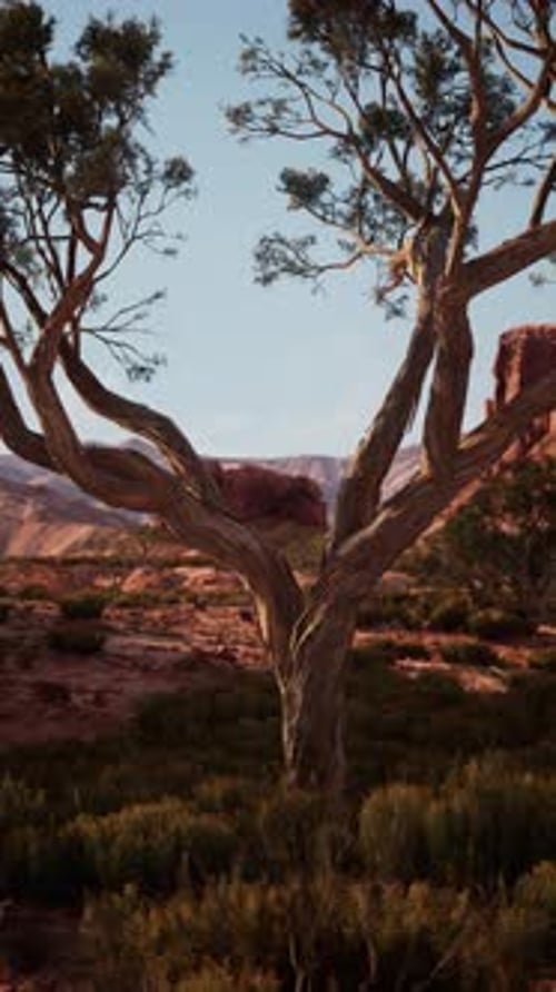 Lone Tree in Nevada Desert With Mountain Backdrop