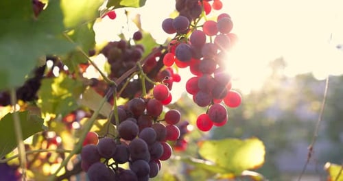 Ripe Red Grapes on Vine Backlit by Golden Hour
