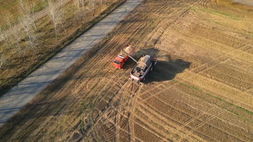 Combine Harvester Unloads Grain Into a Truck on a Wheat Field