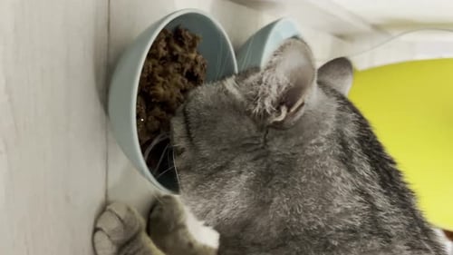Grey Tabby Cat Eating from Blue Bowl