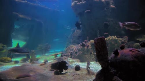 Underwater Aquarium