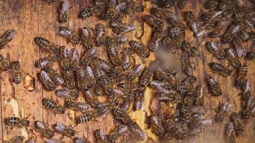 Graue Bienen