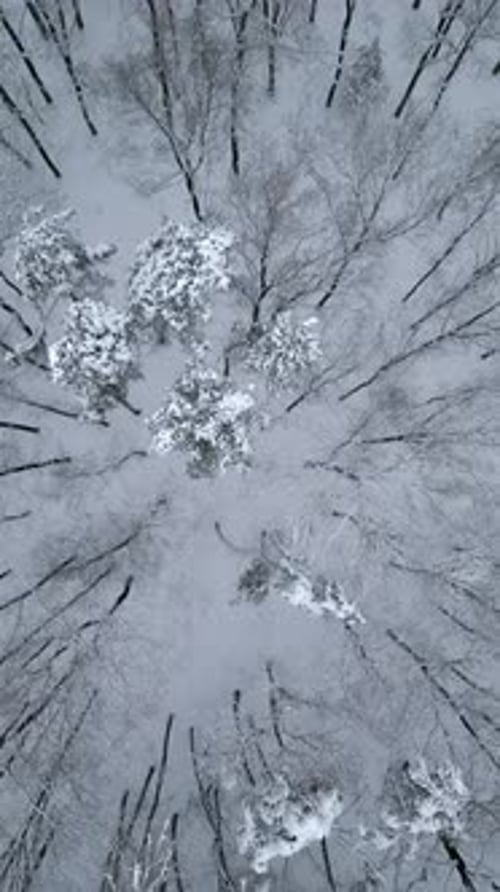 Top Wiew of Cold Dark Winter Forest