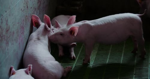 Group Of Pigs At Pork Production Farm