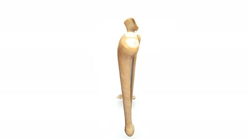 Detaillierte medizinische 3D-Illustration der menschlichen Tibia