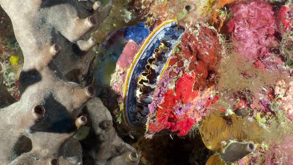 A big shellfish Thorny oyster (Spondylus varius) opens it's mouth on ...