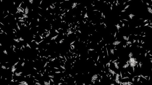 Realistic Falling White Feathers Overlay Animation