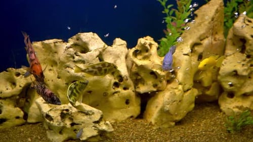 Multicolored Fish in the Aquarium Domestic Fish Swims A Pet