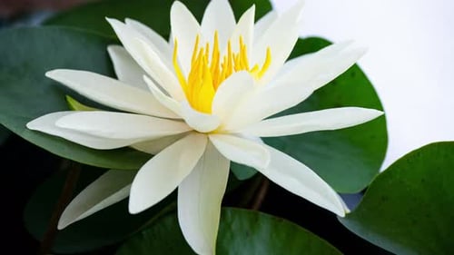 Time Lapse Footage Yellow Water Lily Closes Flower. Single Beautiful White Nymphaea Blooming in Pond