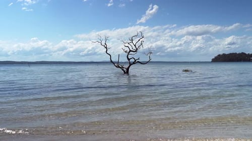 another beautiful fine day one lonely tree in middle of calm bay