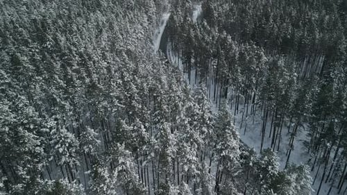 A Stunning Aerial View of Lush Snow Covered Evergreen Forests in a Magical Winter Wonderland Setting