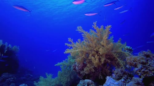Vibrant Coral Reef Underwater Ecosystem with School of Fish
