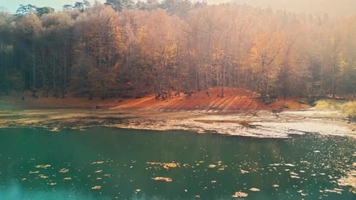Bosque y lago