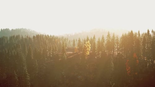 Sunlight Streaming Through Trees in a Forest