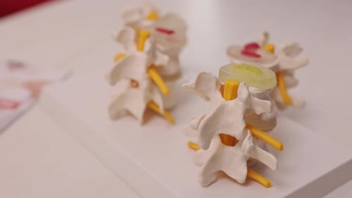 Human Spine Model Close Up View