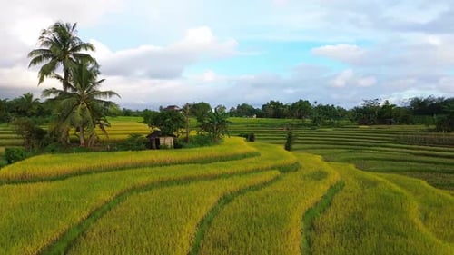 Beautiful morning view indonesia Panorama Landscape paddy fields with beauty color and sky natural