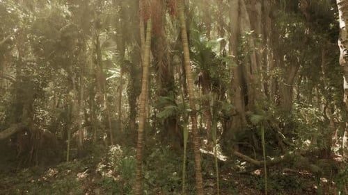 Exploring the Lush Jungle Landscape in Southern China During Golden Hour