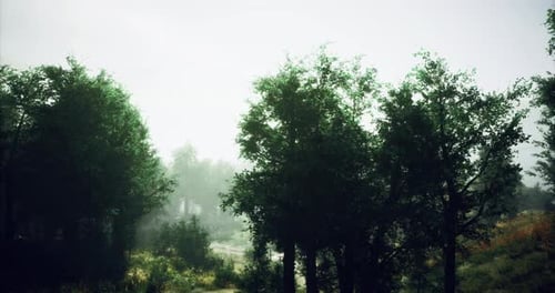 Misty Morning in a Lush Green Forest Surrounded By Towering Trees