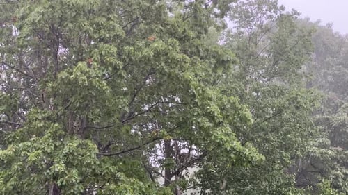 Strong Storm Wind with a Downpour Bends Tree Branches in the Park