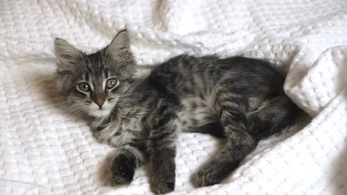 Cute Kitten Lying on a Cozy White Blanket