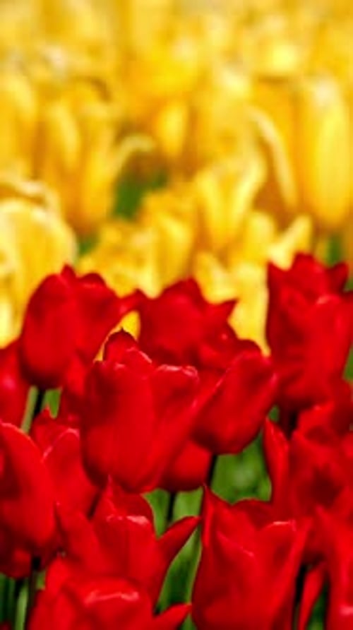 Blooming Tulips in Keukenhof Flower Garden Lisse the Netherlands