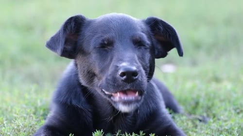 A Beautiful Little Black Dog Eats a Bone and Lies in the Green Grass