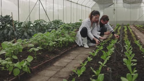 Two plant disease biology and breeding scientist records data from plant leaves