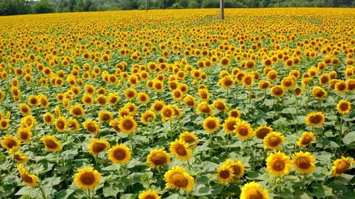 Sunflowers blooming. Yellow plantation of agricultural plants growing and flowering in summer.