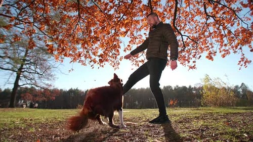 Smart Dog Playing with the Owner in a Beautiful Park