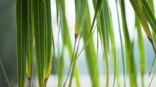 Lange dünne grüne Blätter, die herunterhängen, NAHAUFNAHME