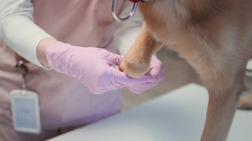 Unrecognizable Vet Examining Dog Ears and Eyes in Clinic