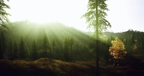 Cadre pastoral calme illuminé par la douce lumière du soleil et les couleurs de l'automne