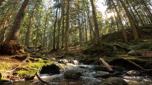 Small Crystal Water Cascading Creek in National Park in Finland