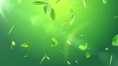 Frische grüne Blätter auf Sommerhintergrund