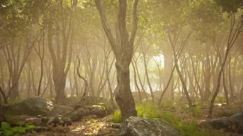 Misty Forest with Sunlight Filtering Through Trees During Early Morning